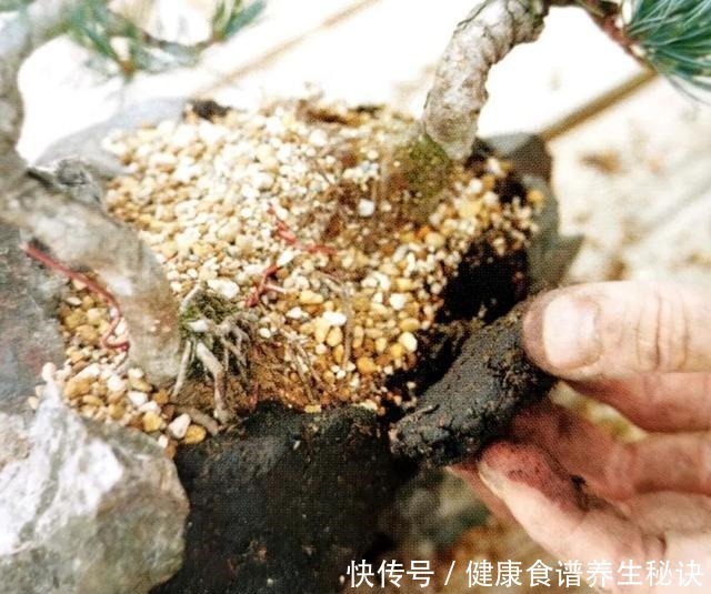 “岩石与树枝”一步步完美契合，叹服附石盆景的魅力无人能挡！