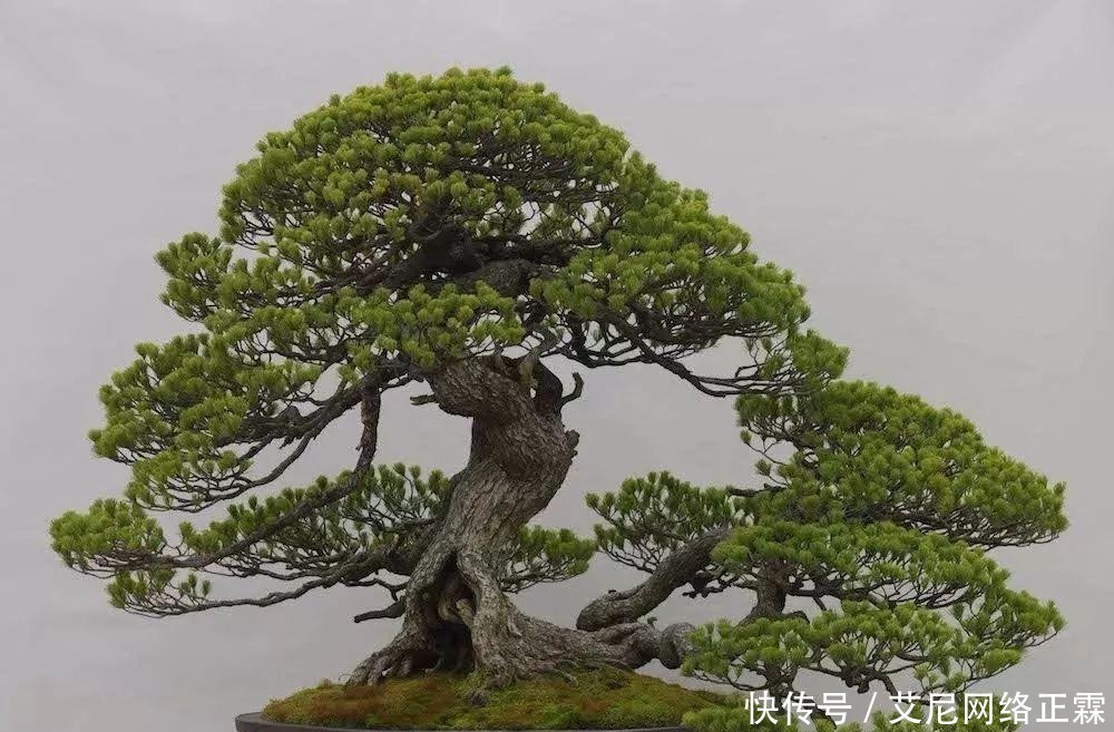 新手养护盆景的几个入门技巧,多花功夫才能养好