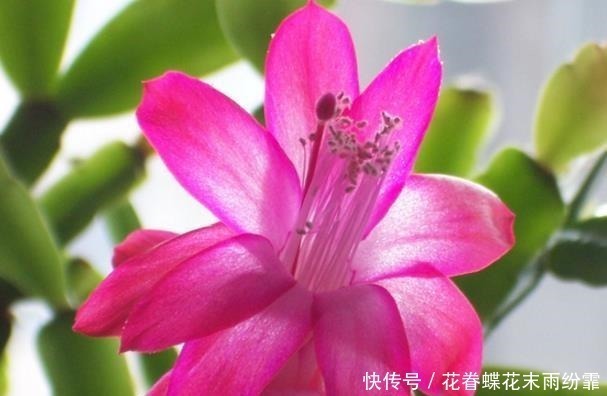 秘诀|爷爷养蟹爪兰,20天长成“胖墩”,学会3个秘诀,比施肥奏效!