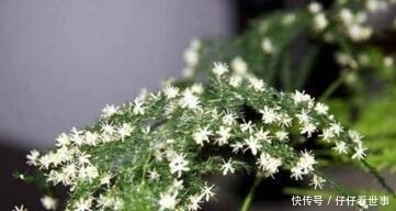 张大爷养“文竹”, 只浇“2种水”, 长出“满天星”, 效果超好!