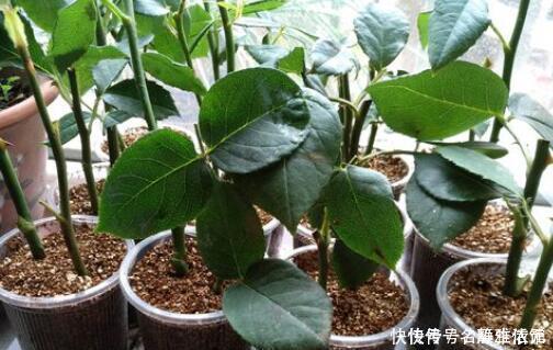 冬天也能扦插花，4种漂亮花，剪个枝插土里，明年一盆变多盆！