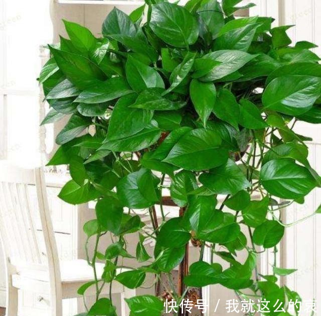 家里养8种花,要少晒太阳,没有阳光也能长势旺盛!