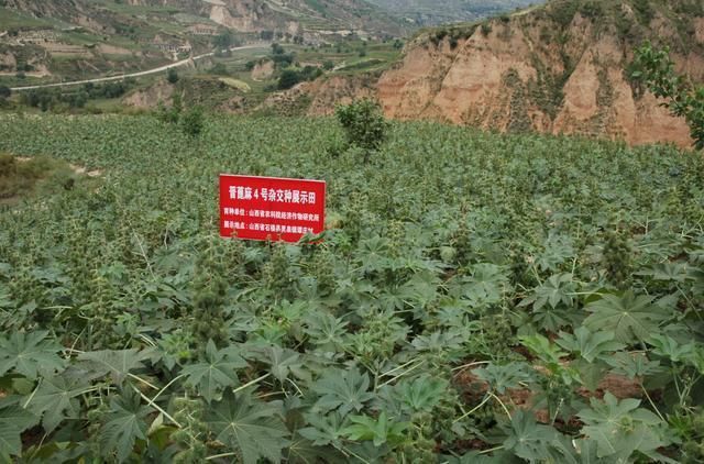 农村随处可见的蓖麻,竟然做成了生化武器,而且原理很简单