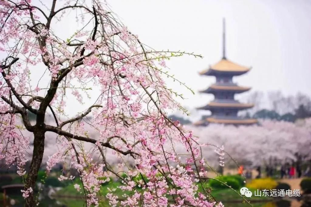 又是一年赏花时！踏春攻略，浪漫花与海