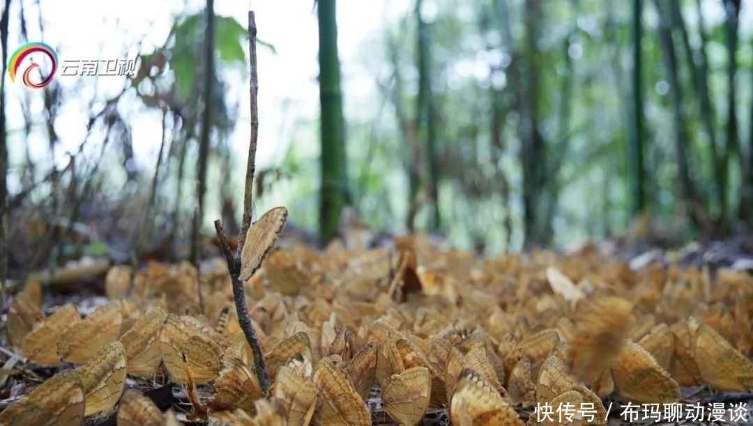 蝴蝶|《丝路云裳》节目组取景1.5亿只蝴蝶大爆发现场