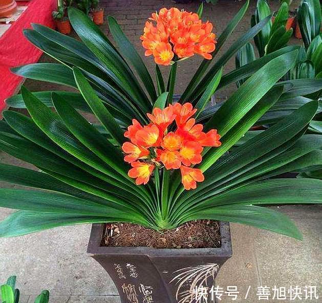 高手”用“黄土”养君子兰,一棵君子兰,不断生小芽,变成几十盆