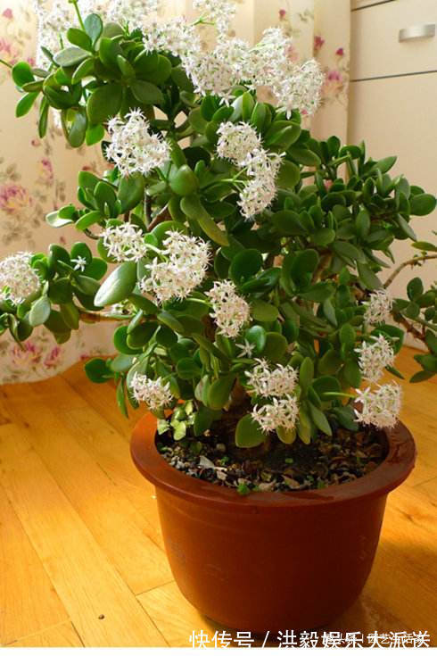 花生米|养玉树，盆底埋上10粒它，1年后，枝条老化长成老桩，值钱了