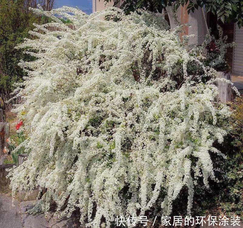过冬|两种“耐寒花卉”,冬季可室外过冬,不怕冷,开花多