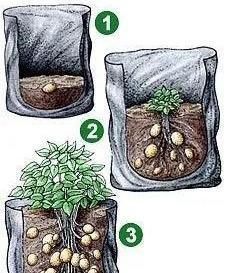 植物|没地种花种菜,没时间浇水几个塑料瓶就能解决,DIY变废为宝