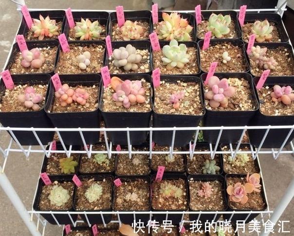 为什么你的多肉桃蛋总也养不圆,原来还有这些你忽略掉的原因