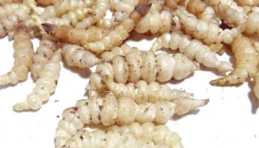 中医|大山里的这“假冬虫草”，你吃过没？中医说它对治疗肺结核有奇效