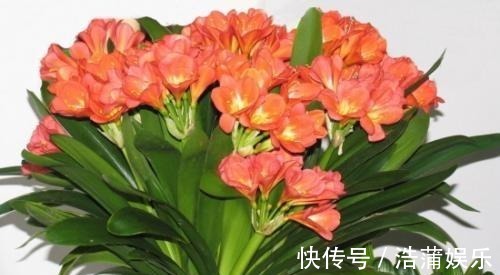 花盆|什么淘米水、柳树枝，都不如花盆撒把它，君子兰“打鸡血”猛开花