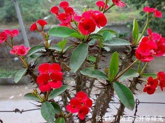 农村这种“带刺的玫瑰”，狗见了转身就跑，却是解毒排脓的良药