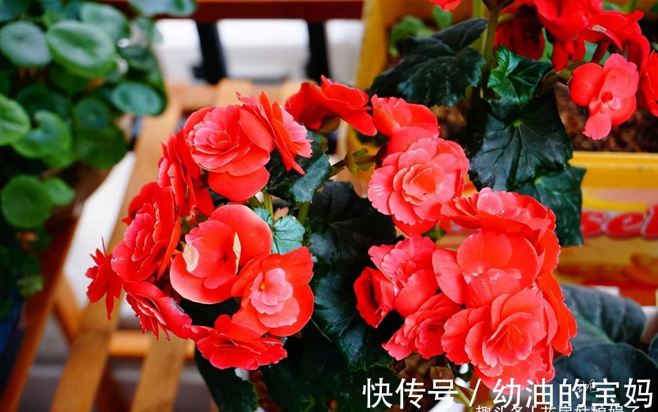 买花时不要合了眼缘就买回家,这8种花不好养,新手还是放弃吧