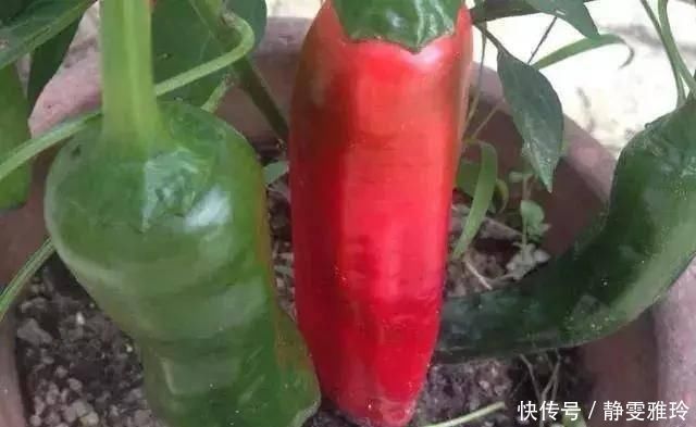 苦瓜|湿气重的人的注意,3种食物可多吃,3种食物再喜欢还是尽量少吃