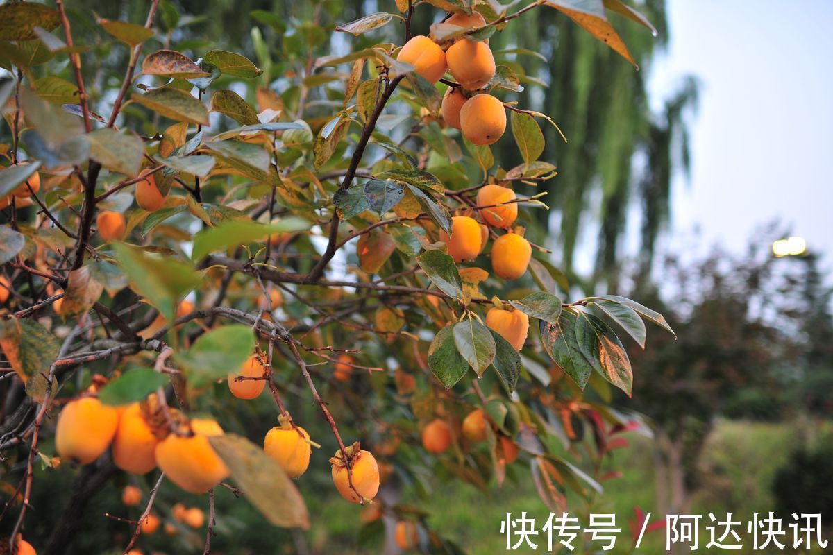 罗汉松|6种“吉祥树”,有地方建议种一棵,能吃能观赏,旺财镇宅样样行