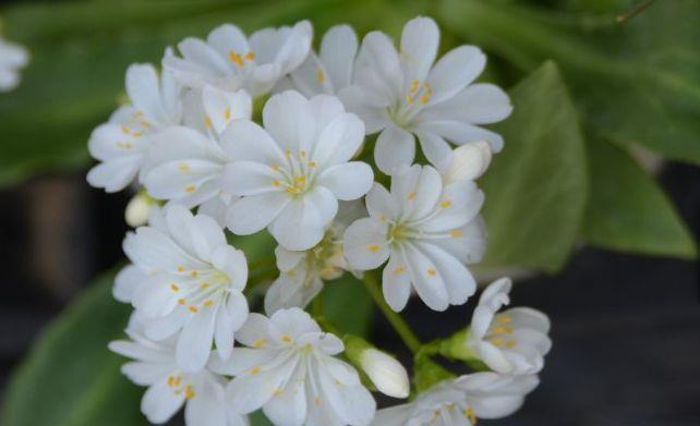 耐看|农历7月14日开始，养花养个耐看的，开花勤爱爆盆，绚丽夺目