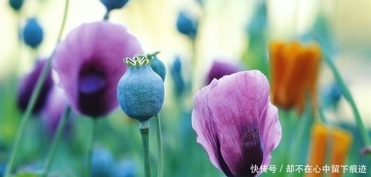 这花不能挖,是保护植物!盘点野外保护植物