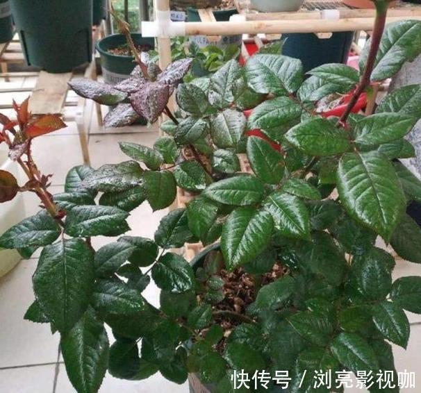 花蕾|养月季和蔷薇如何培养高颜值注意3个问题，个个满树繁花