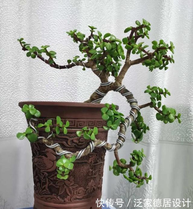 微酸性|金枝玉叶黄叶掉叶，掌握一招，叶绿花繁，颜值高