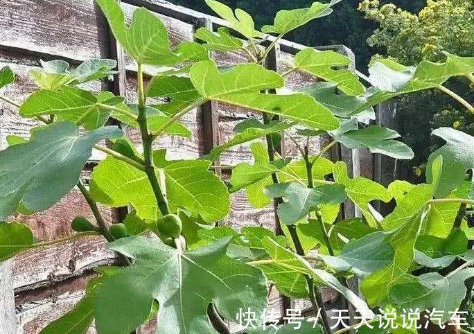 养花牢记4点,尤其是第4点,越冬全靠它,你了解嘛