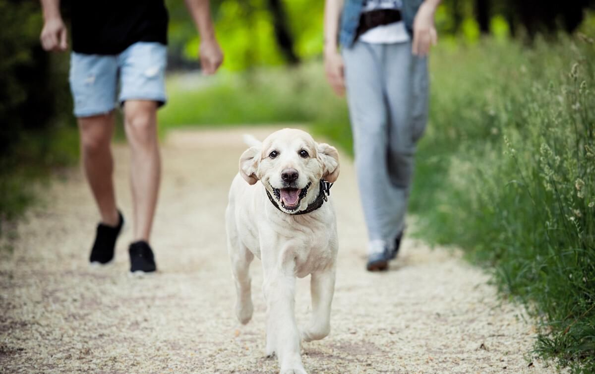 走路锻炼|每天坚持步行一段时间，会收获什么好处？如何正确的走路锻炼？