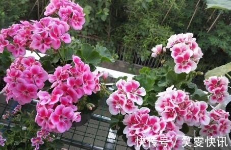 日香桂|喜欢牡丹,不如养盆“珍稀玫瑰”洋葵花,花团锦簇,妩媚高雅