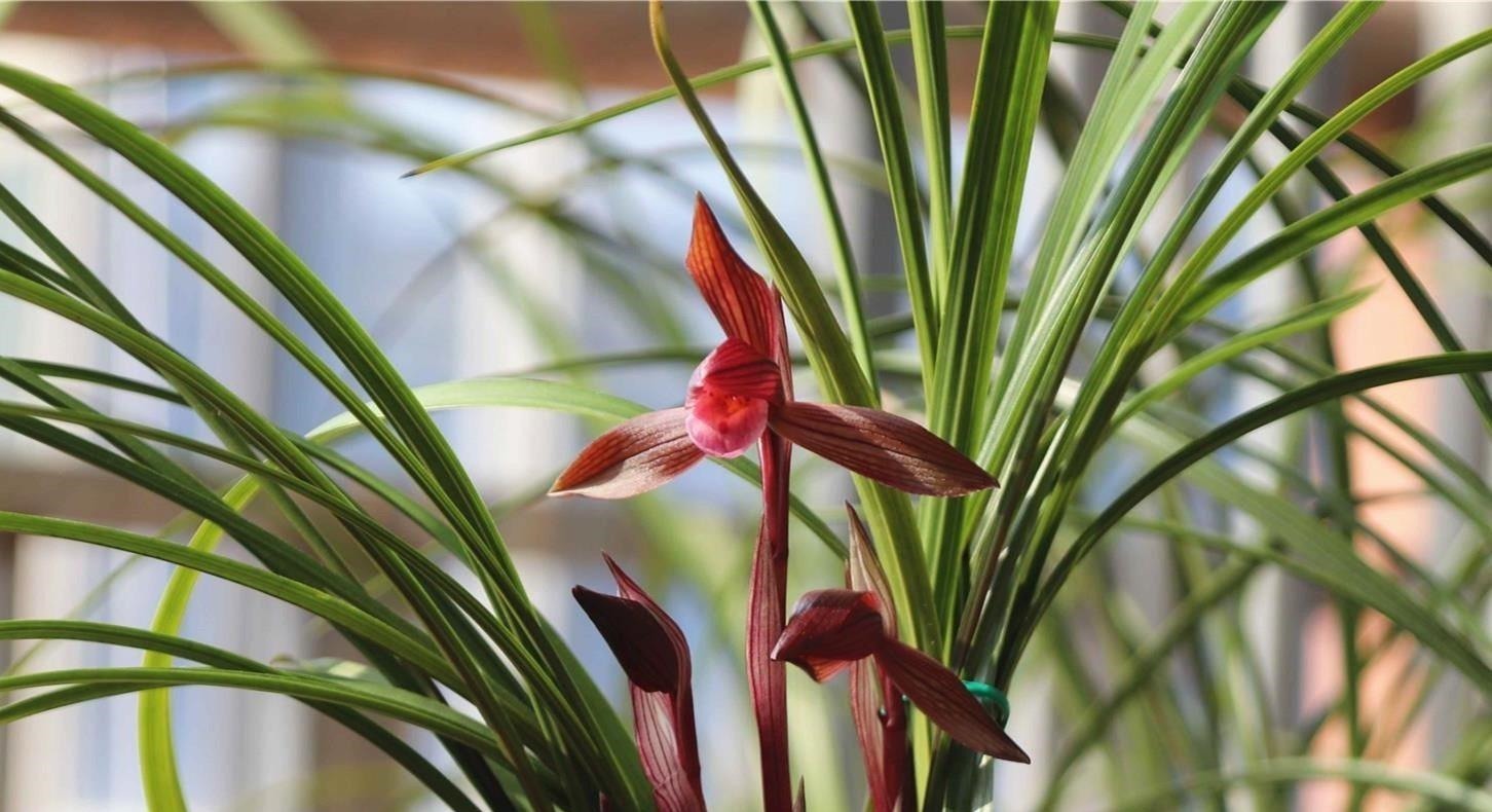 它是兰花界无法超越的经典,红杆红花,兰香浓郁,新手也能养好