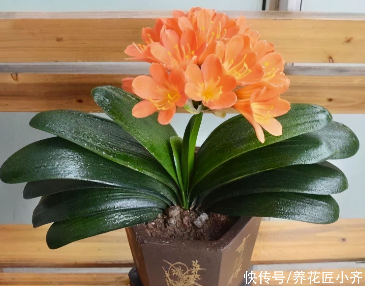 土壤|君子兰养根有“三要素”，缺少一个都养不好，高手都明白这些事