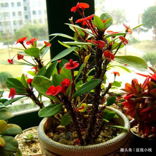 除了月季，此“1种花”也带刺，但观赏价值不低！附养护细节