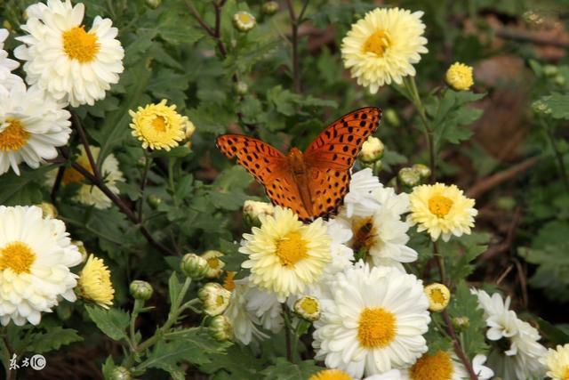 清热明目|菊花不但可以清热明目、防高血脂,还有很多你不清楚的作用