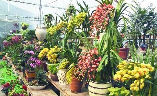 土壤|在家老养“死亡花”这些养花秘诀,真后悔没早点告诉你