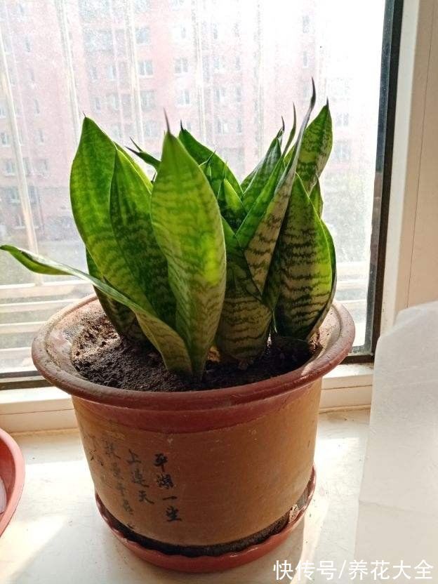 花盆|冬天养花,遇到这4种情况千万别换盆,不然花都死光了