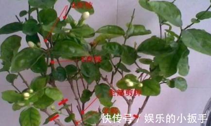 养茉莉,做好3点,叶片绿油油,开花翻几倍,快试试吧