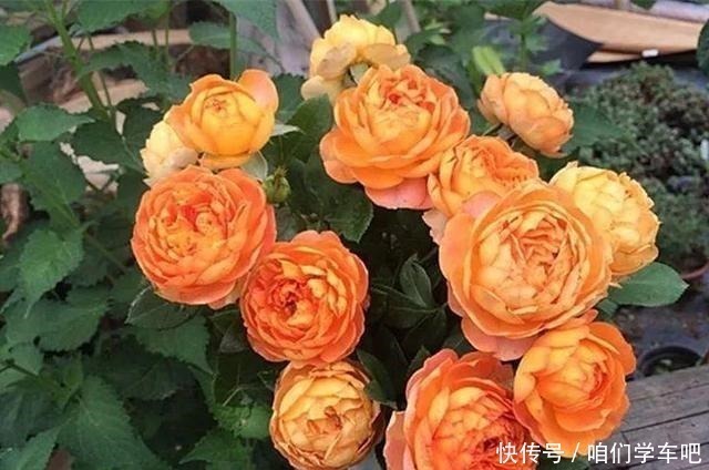 层叠群花|月季土埋“一料”,不黄叶不烂根,7天蹭蹭冒小笋,开出层叠群花!