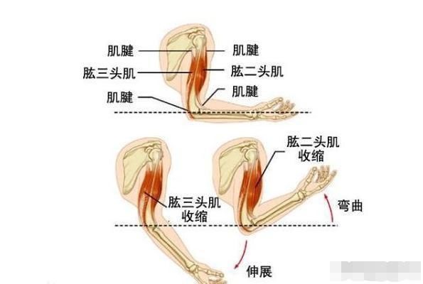 杠铃臂屈伸|每天做俯卧撑能增强手臂力量吗看完你就不觉得可惜了