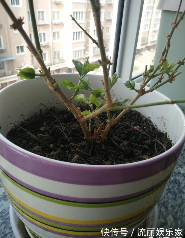 植株|茉莉“畏手畏脚”不敢长，换掉“憋屈盆”，个子猛蹿，花开一片