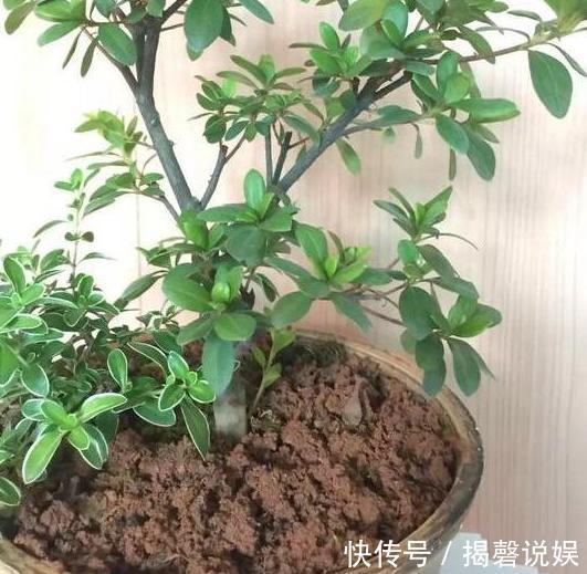 新人养花想得心应手,需注重3个小技巧,掌握到位养啥花都不难