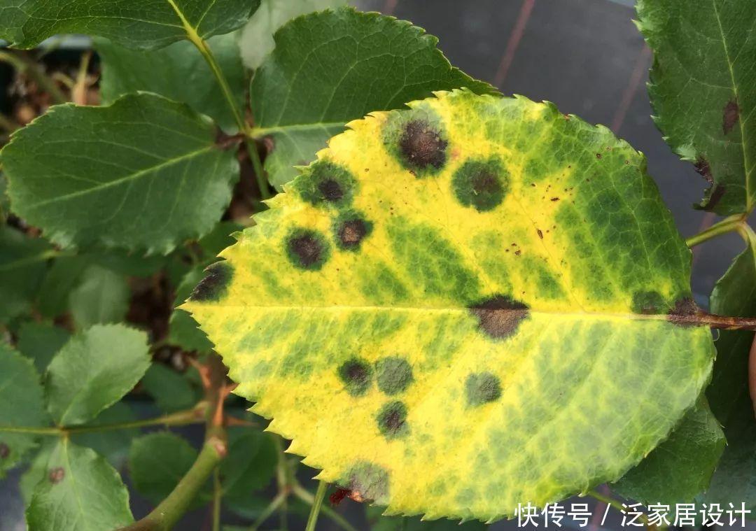 如何避免月季花的病虫害?