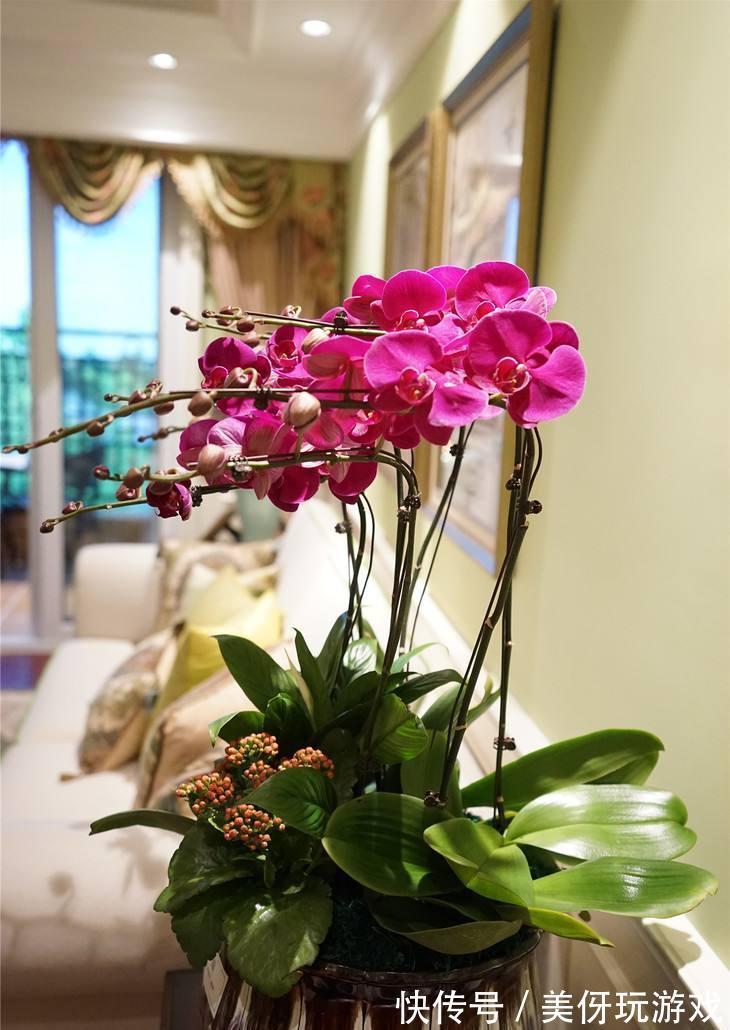 七种“富贵花”,适合冬天养,寓意吉祥又大气,关键还喜庆