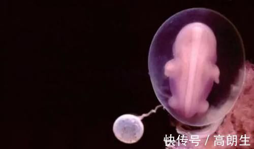 流产|怀孕1~10个月,胎儿发育变化全过程!想“修炼成人”还得过四关