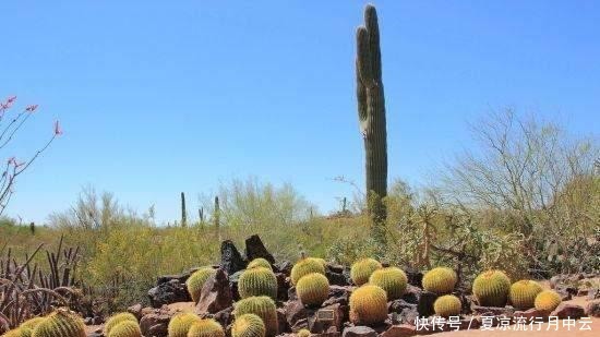 这里的仙人掌有8米高,可以做成美味佳肴,占地380亩!