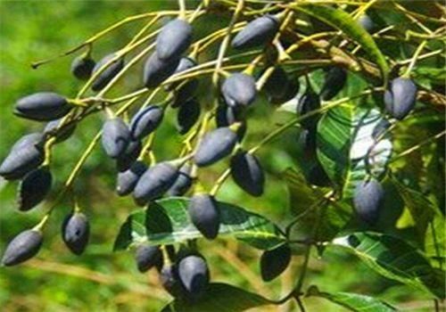 女性|适合女性吃的3种食物，排毒养颜、延缓衰老，好吃又不贵！