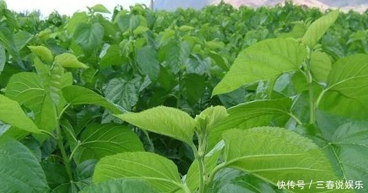 有效成分|桑叶作用多，巧治十多种常见疾病，采摘时间最重要，值得了解下！