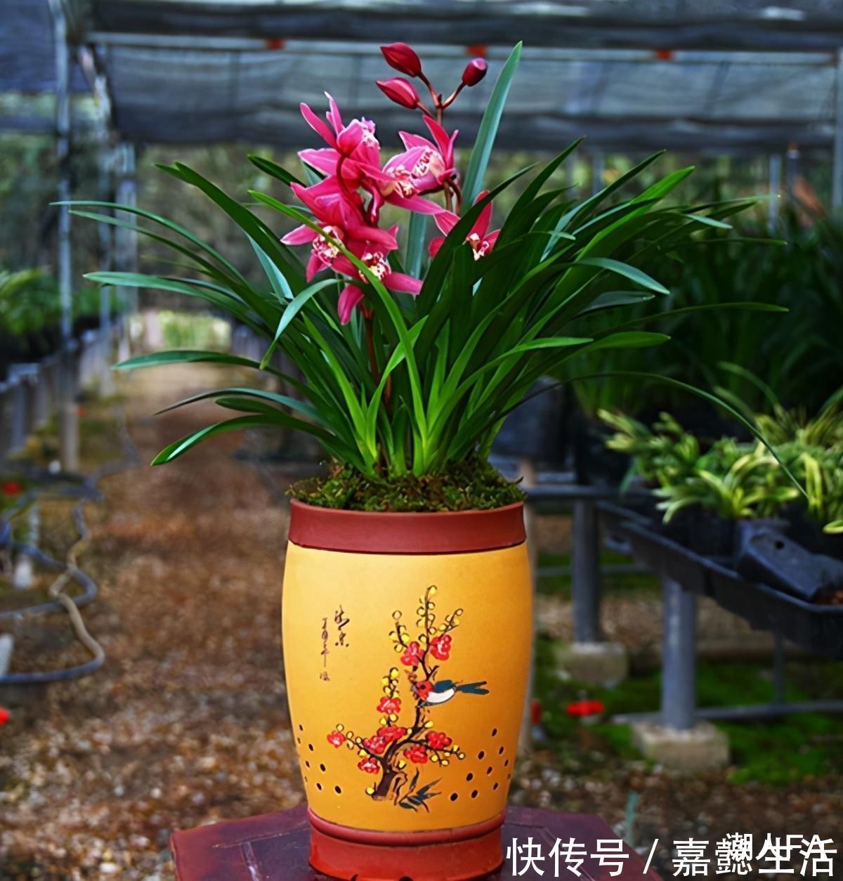 花友|别养一季花了，此兰一年能开好几次，兰香浓郁，点亮你的阳台