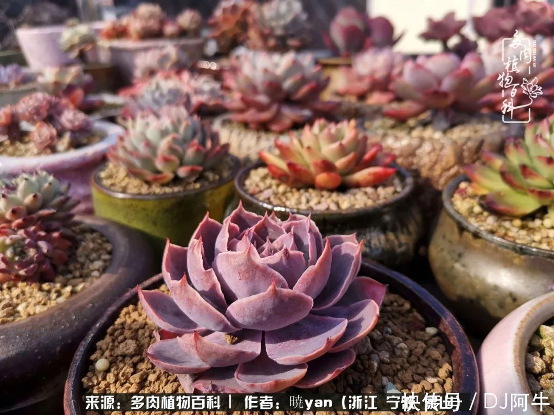 入多肉坑八年,始于初心,一切但求无愧于心