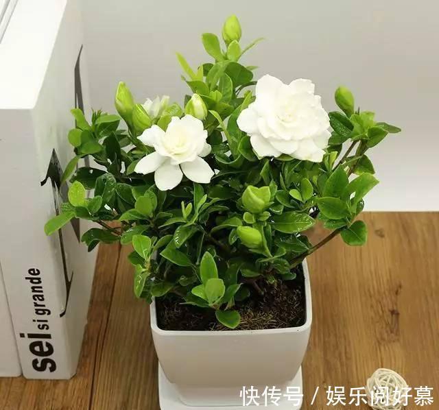 硫酸亚|北方养护栀子花很简单，只需做好以下这几点，开花勤快状态好！