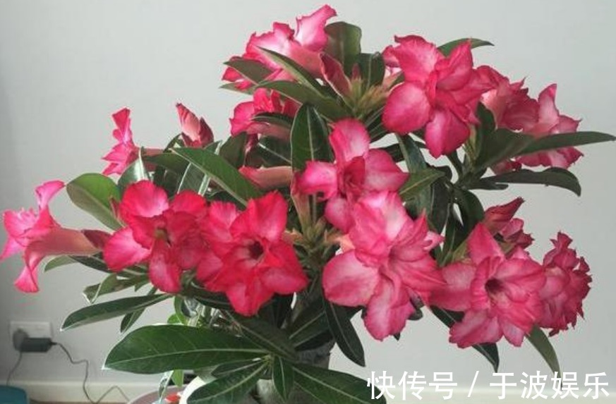 角堇|夏天养此款花卉,长势好、花色艳,雍容华贵,养护简单