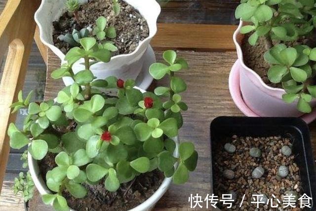 植株|胡大妈养“金枝玉叶”，每次都用“3个方法”，个个都开花，美