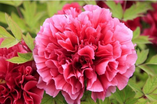 正面|做人,要遵循自然,按规矩行事